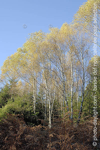 bois en automne